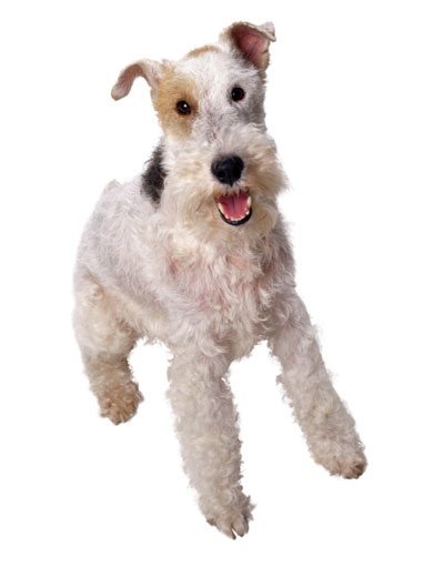 PetLife for Life; enhancing the lives of pets and animals