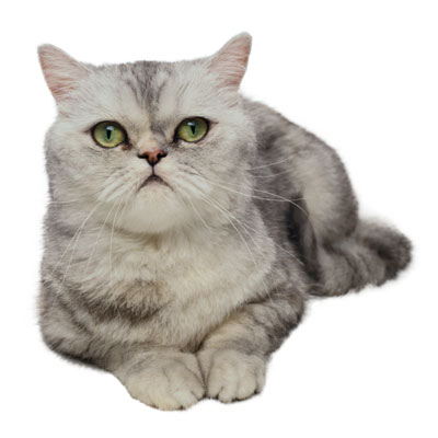 PetLife for Life; enhancing the lives of pets and animals