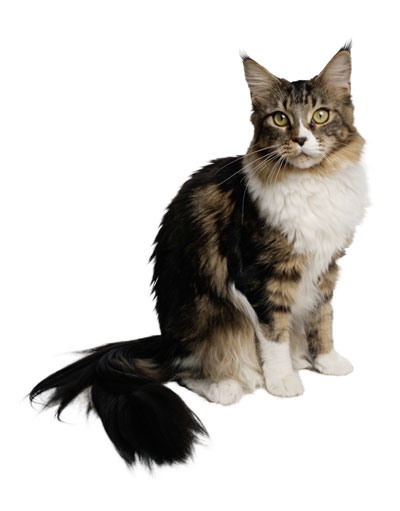 PetLife for Life; enhancing the lives of pets and animals