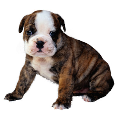 PetLife for Life; enhancing the lives of pets and animals