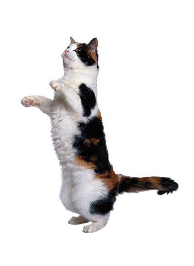 PetLife for Life; enhancing the lives of pets and animals