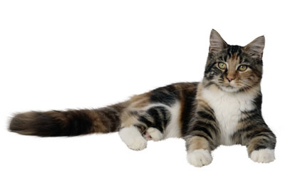 PetLife for Life; enhancing the lives of pets and animals
