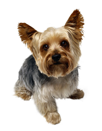 PetLife for Life; enhancing the lives of pets and animals