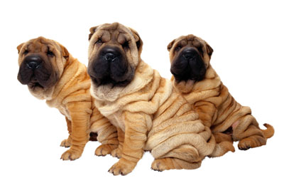 PetLife for Life; enhancing the lives of pets and animals
