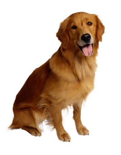 PetLife for Life; enhancing the lives of pets and animals