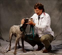 veterinarian with patient